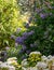 Chilean potato climbing plant also known as Solanum crispum, with bursts of purple and yellow flowers. Photographed in London UK