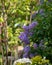 Chilean potato climbing plant also known as Solanum crispum, with bursts of purple and yellow flowers. Photographed in London UK