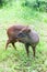 Chilean pudu deer at Riga Zoo, Latvia