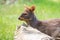 Chilean Pudu - Pudu puda is walking in Latvian zoo