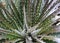 Chilean Puya - prickly, thorny foliage