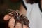 Chilean Rose Hair Tarantula