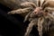 Chilean Rose Tarantula