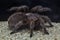 Chilean rose tarantula Grammostola rosea