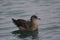 Chilean skua sitting on the ocean