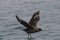 Chilean skua sitting on the ocean