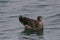 Chilean skua sitting on the ocean