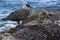 Chilean Skua , Strait of Magellan, Patagonia, Chile