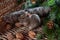 Chilean squirrel degu. Pet. Octodon degus in a basket of walnuts and spruce needles.