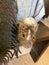 Chilean squirrel degu walks on bedside table