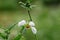 Chilean stinging nettle Loasa triphylla var. vulcanica a pending white flower