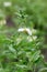 Chilean stinging nettle Loasa triphylla var. vulcanica pending white flower