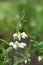 Chilean stinging nettle Loasa triphylla var. vulcanica with pending white flowers