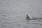 Chilean teals Anas flavirostris flavirostris bathing on the sea.