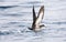 Chileense Grote Pijlstormvogel, Pink-footed Shearwater, Puffinus