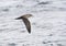 Chileense Grote Pijlstormvogel, Pink-footed Shearwater, Puffinus