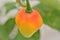 A Chili Capsicum chinense Habanero Group ripening