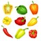 Chili Pepper and Bell Pepper Colorful Vegetable Ingredient for Culinary Vector Set