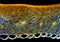 Chili pepper (Capsicum annuum) fruit pericarp cross-section