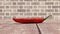 Chili pepper closeup. Brick wall background