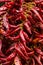 Chili pepper dried whole fruit spicy seasoning row of many pods base design culinary base of dishes asia