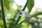 Chili pepper flower, Capsicum sp.