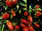 Chili Pepper, Red, miniature, Fall ripening