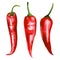 Chili pepper. Red peppers on isolated white background, watercolor illustration