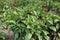 Chili peppers plant with white blossoms