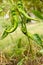 Chili peppers ripening on a bush in the garden