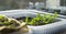 Chili peppers in upcycled plastic tray -  gardening on a windowsill. Young seedlings of veggies ready to transplant