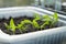 Chili peppers in upcycled plastic tray -  gardening on a windowsill. Young seedlings of veggies ready to transplant