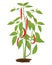 Chili plant vector design