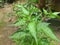 chili plants starting to flower