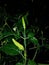 Chili plants that are still green at night