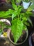 chili plants, in very fertile pots