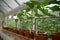 Chili seedlings in a pot by the window, plants in pots in the winter garden