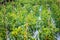 Chili spur pepper  field or Capsicum annuum tree growing  in organic vegetable farm