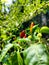 Chili trees that have produced harvests, various colors of chilies, red, orange, green, greenish chili leaves