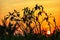 Chili trees in rice fields with sunrise background.