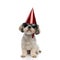 Chill Shih Tzu puppy wearing bowtie, sunglasses and party hat