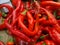 Chille pepper Hot Portugal, Capsicum annuum longum