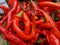Chille pepper Hot Portugal, Capsicum annuum longum