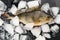 Chilled fresh fish in ice shards on a black background