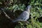 Chilled out  garden bird. Pigeon relaxing perched in the sunshine