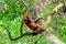 Chilled out young Orangutan relaxing in the rainforest