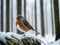 Chilled Perfection: Silent Beauty in Detail of a robin