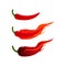 Chilli Hot and Spicy Herb with Fire Burn Vector