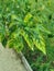 Chilli leaves chlorosis and yellowing