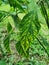 Chilli leaves chlorosis and yellowing